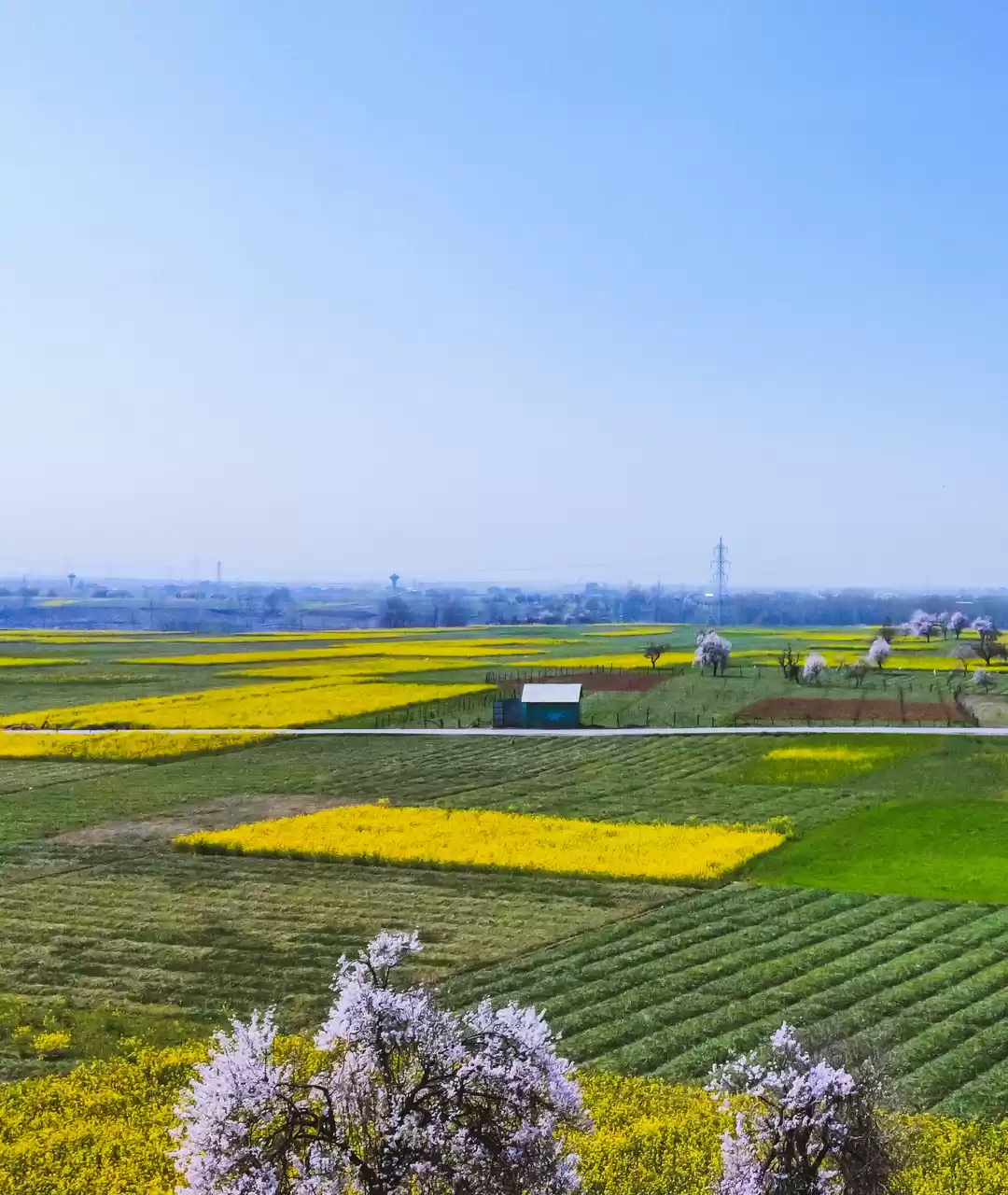Photo of The Mustard fields o