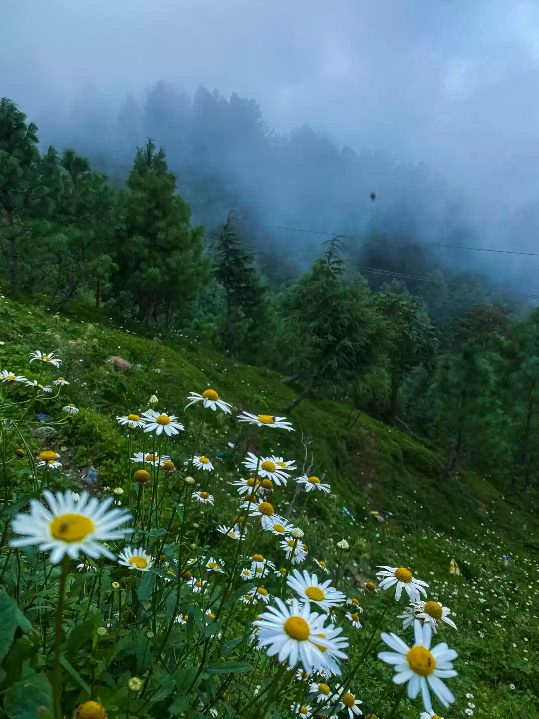 Photo of The wild bloom and c