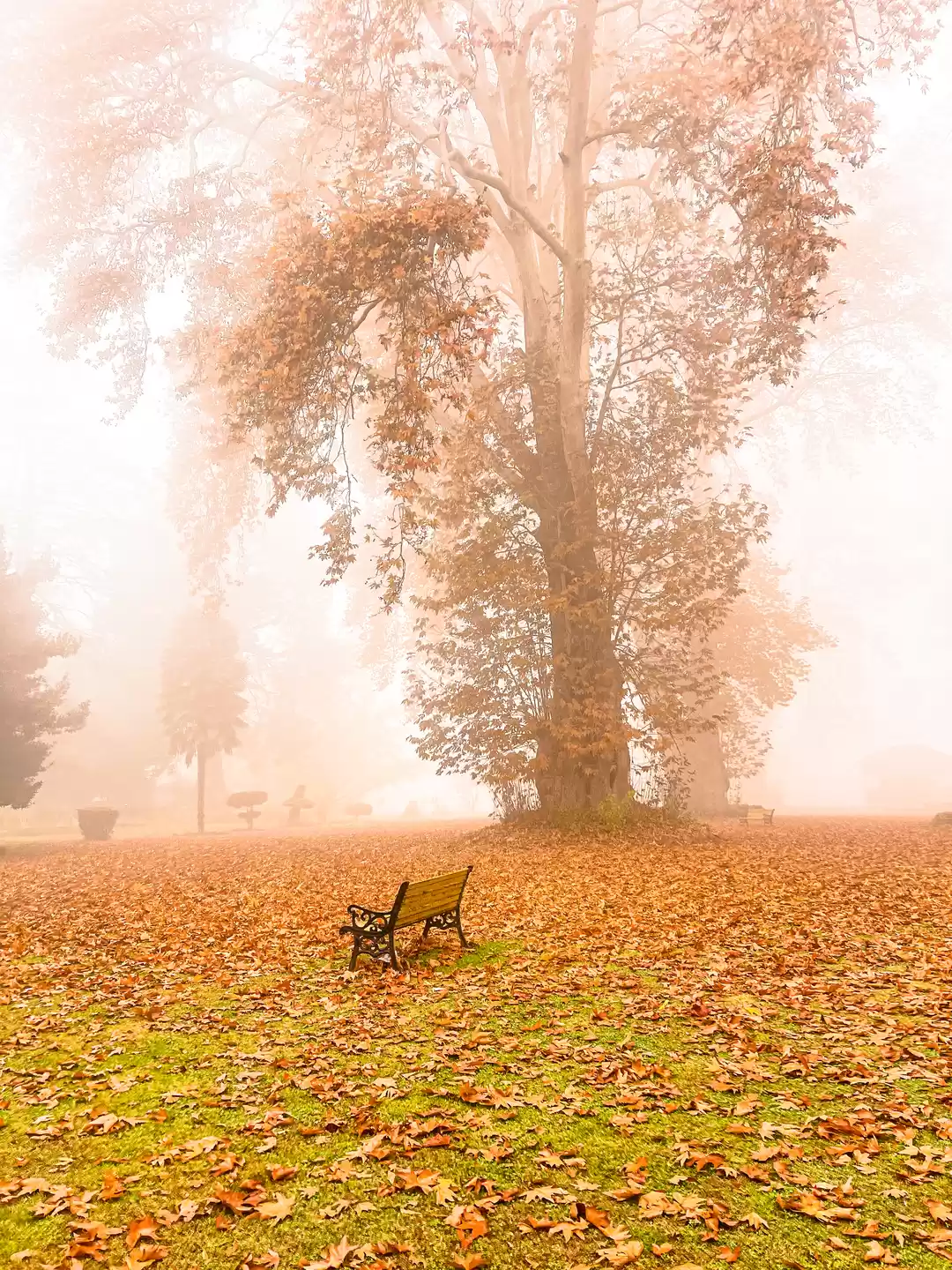 Photo of Chilled whispers dan