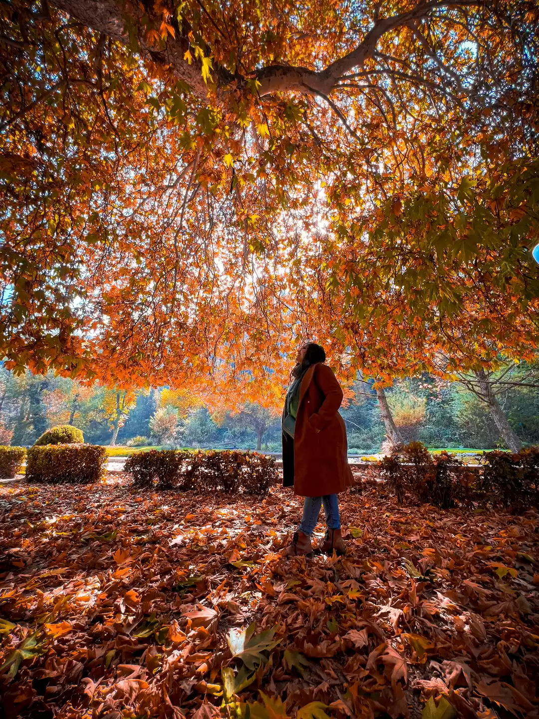 Photo of The hues of autumn i