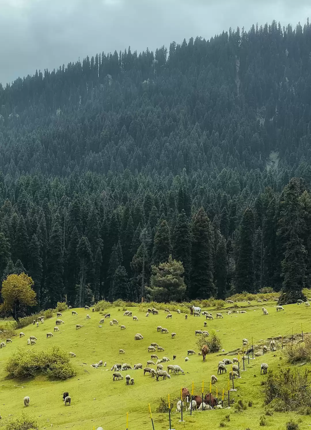 Photo of Meadow dreams: Losin