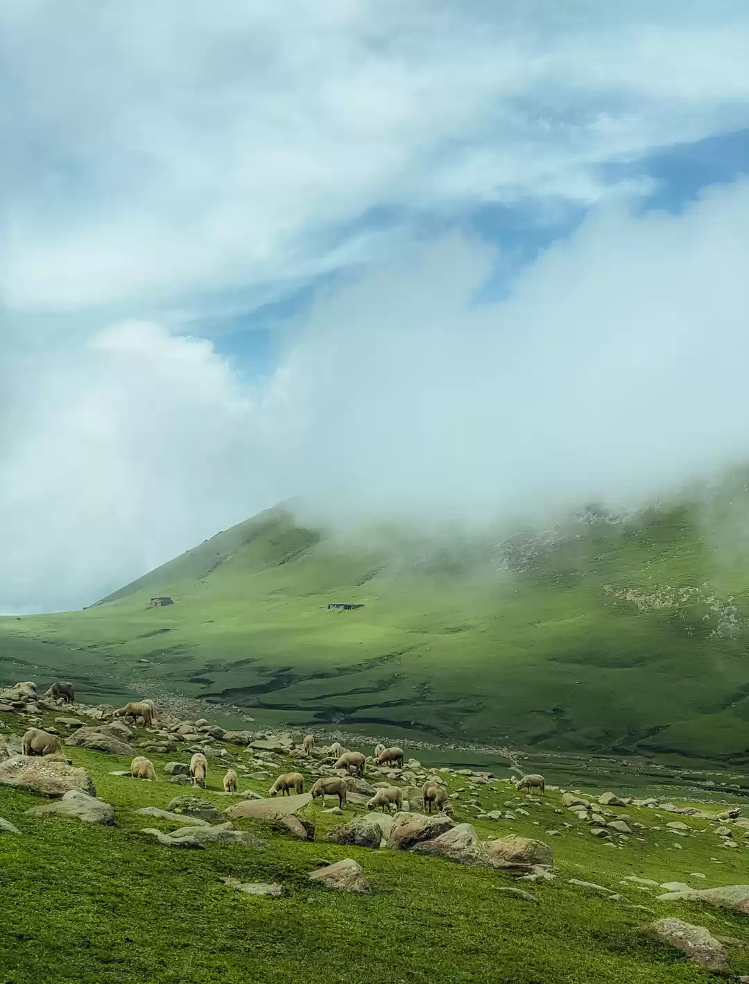 Photo of A symphony of green 