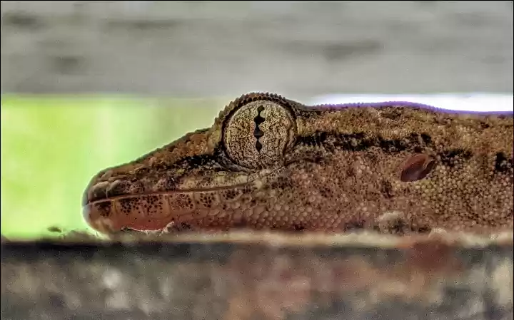 Photo of Majestic Eyes (Macro