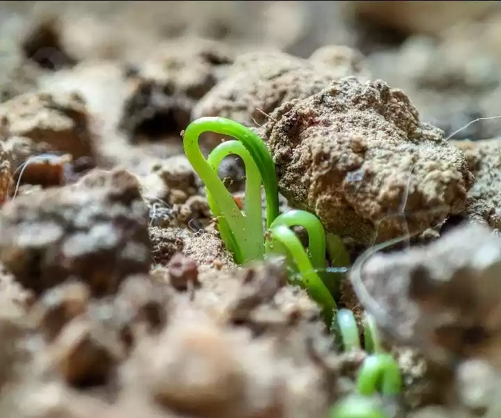 Photo of The Birth of a Plant