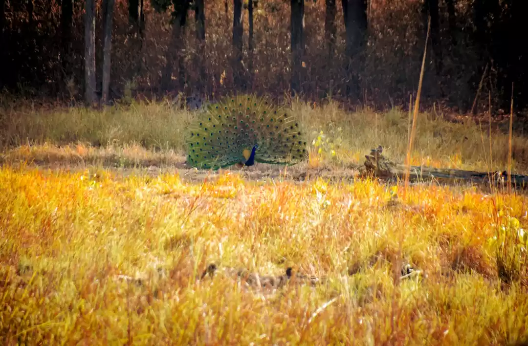 Photo of Safari in Kanha Nati