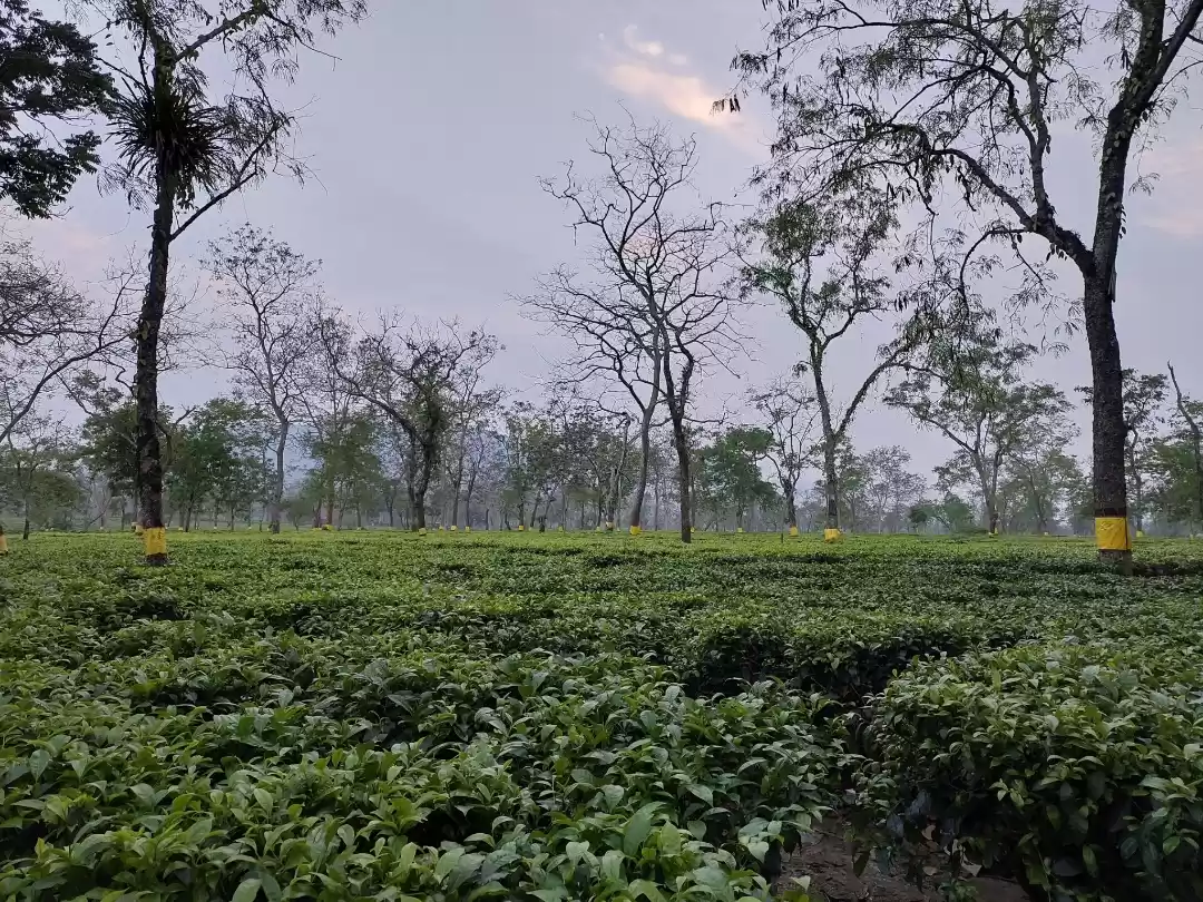 Photo of Kaziranga Dairies