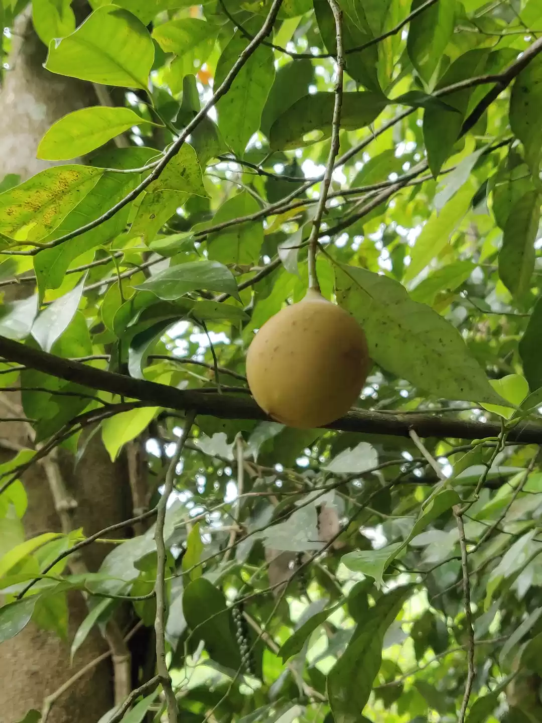 Photo of मुन्नार के स्पाइस गा