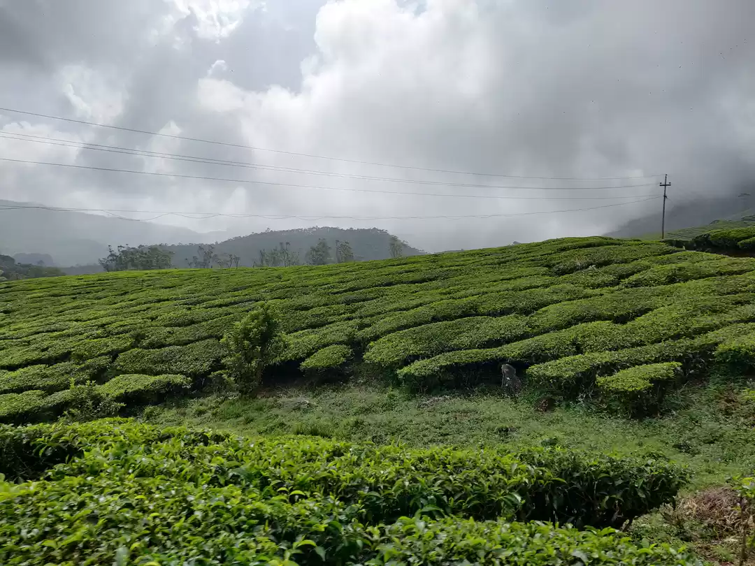 Photo of अगर आप मुन्नार घूमने