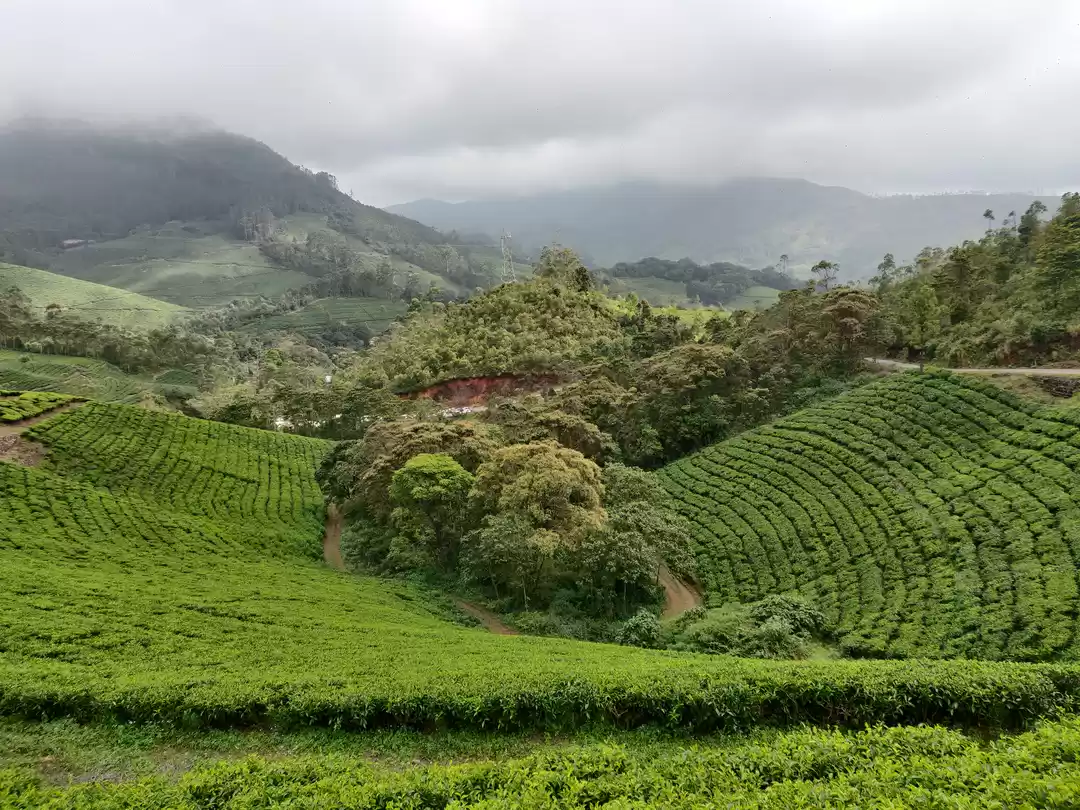 Photo of अगर आप मुन्नार घूमने