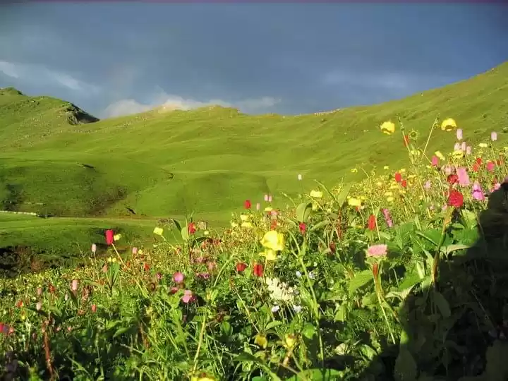 Photo of Bedni , Ali bugyal T