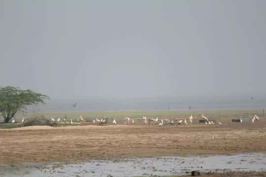 Photo of Birding with Zoom- P