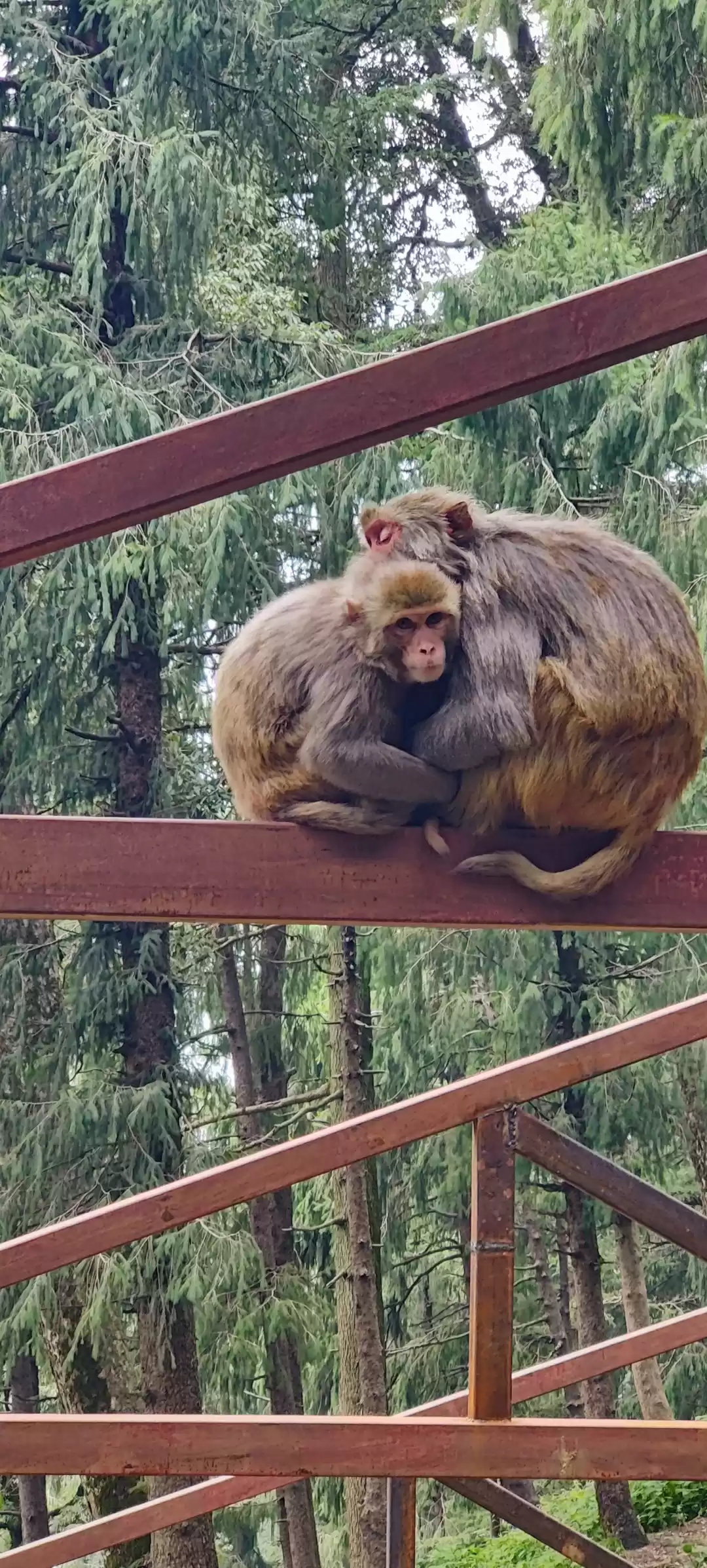 Photo of Shimla Diary