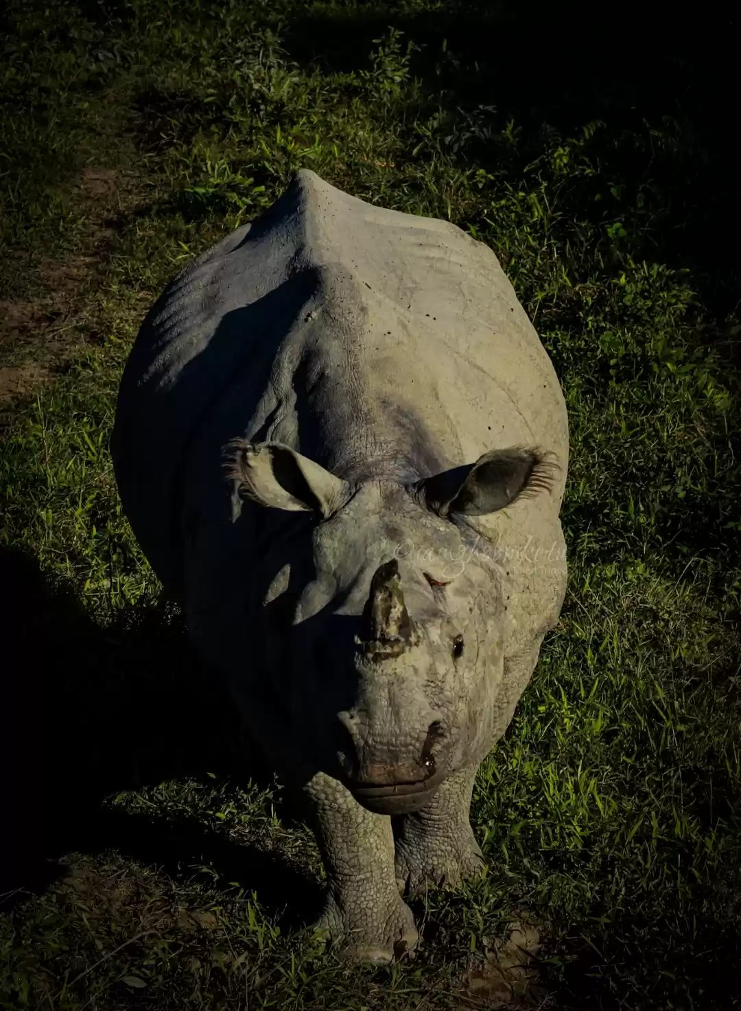 Photo of Wild Rhino 🦏