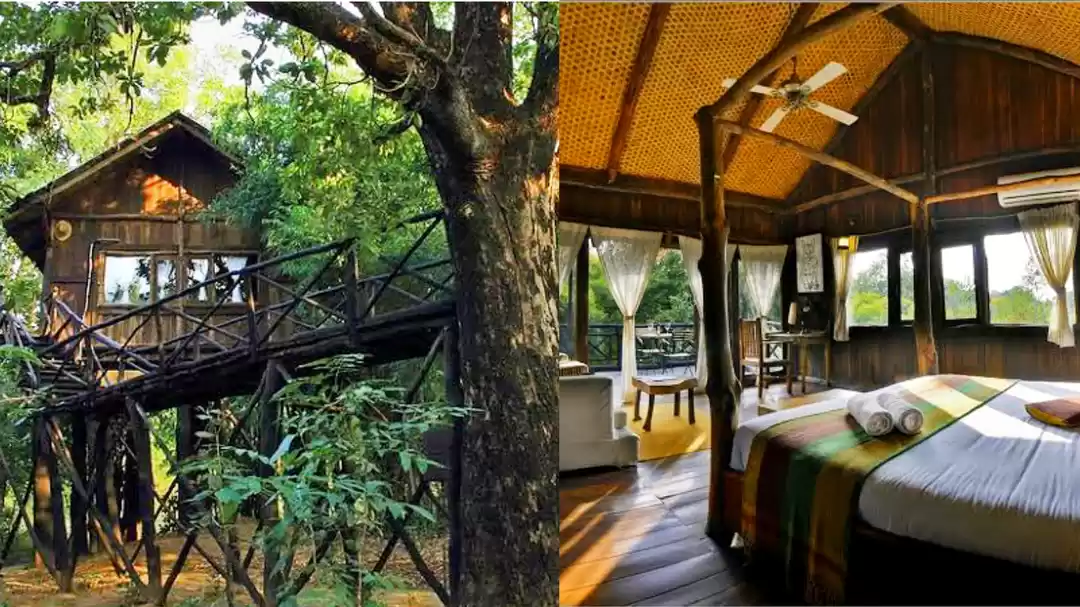 Photo of जंगल के बीचों बीच एक