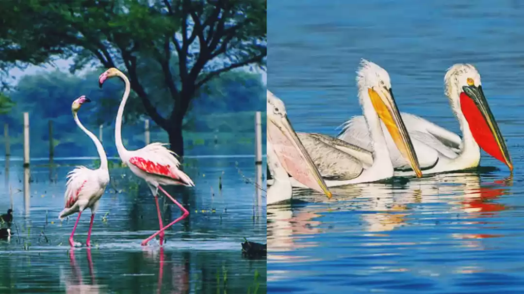 Photo of पक्षी प्रेमियों के स