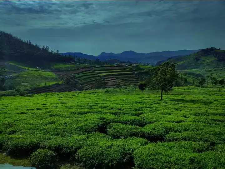 Photo of Ooty Tea farming