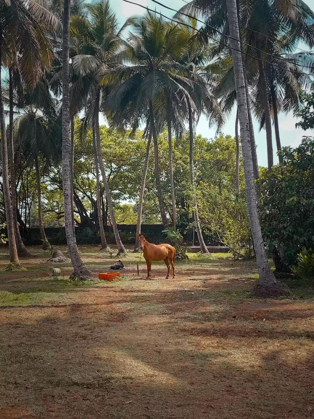 Photo of Alibaugh and Nagaon 