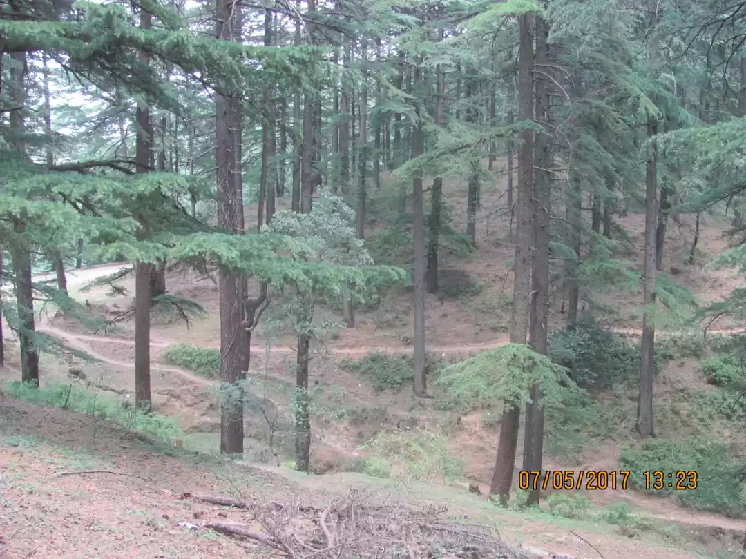 Photo of Pine jungle near Cha