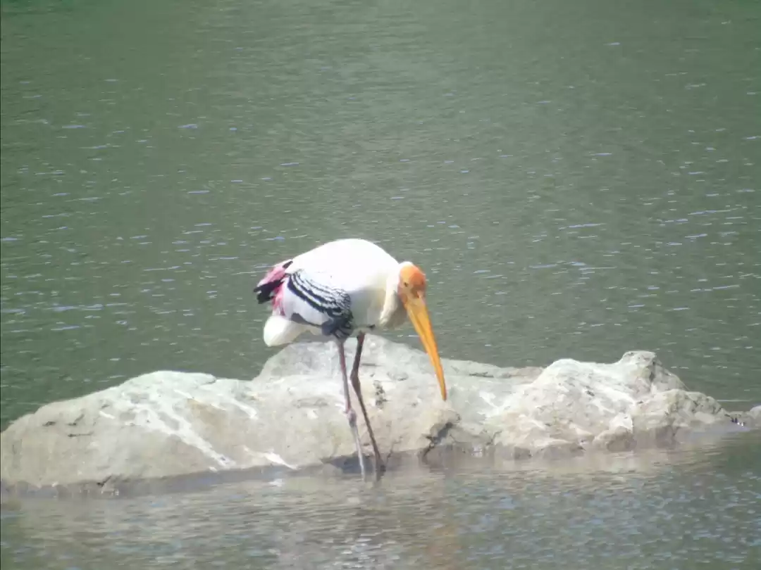 Photo of Beautiful Birds Sanc