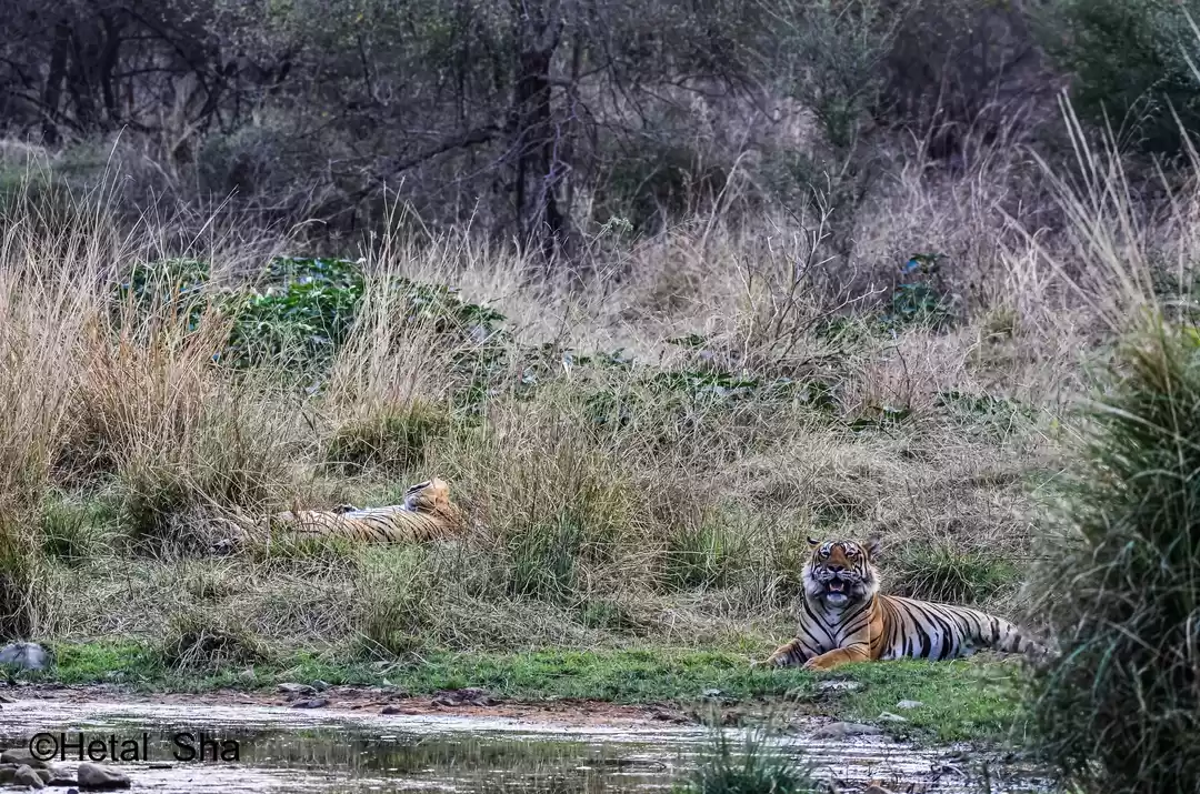 Photo of Feasted, Growled, Ma