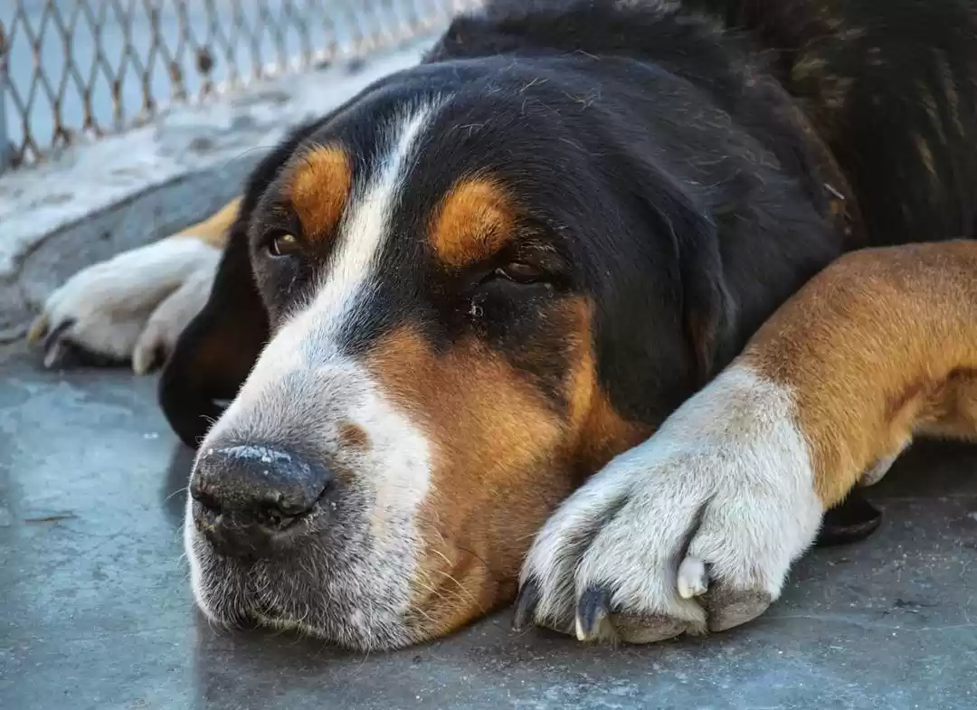 Photo of The Leh Chronicles |