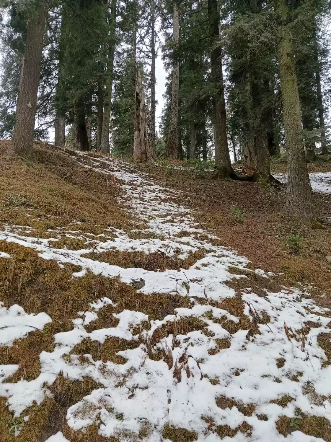 Photo of Snow Time in Narkand
