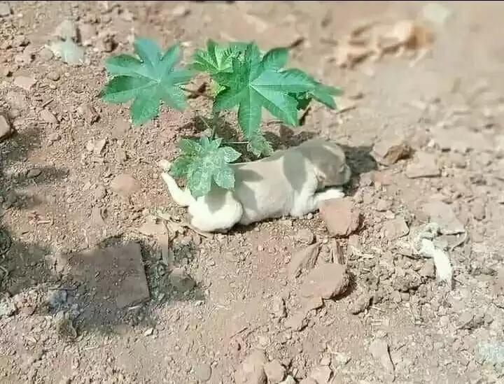 Photo of तस्वीर बहुत कुछ बयां