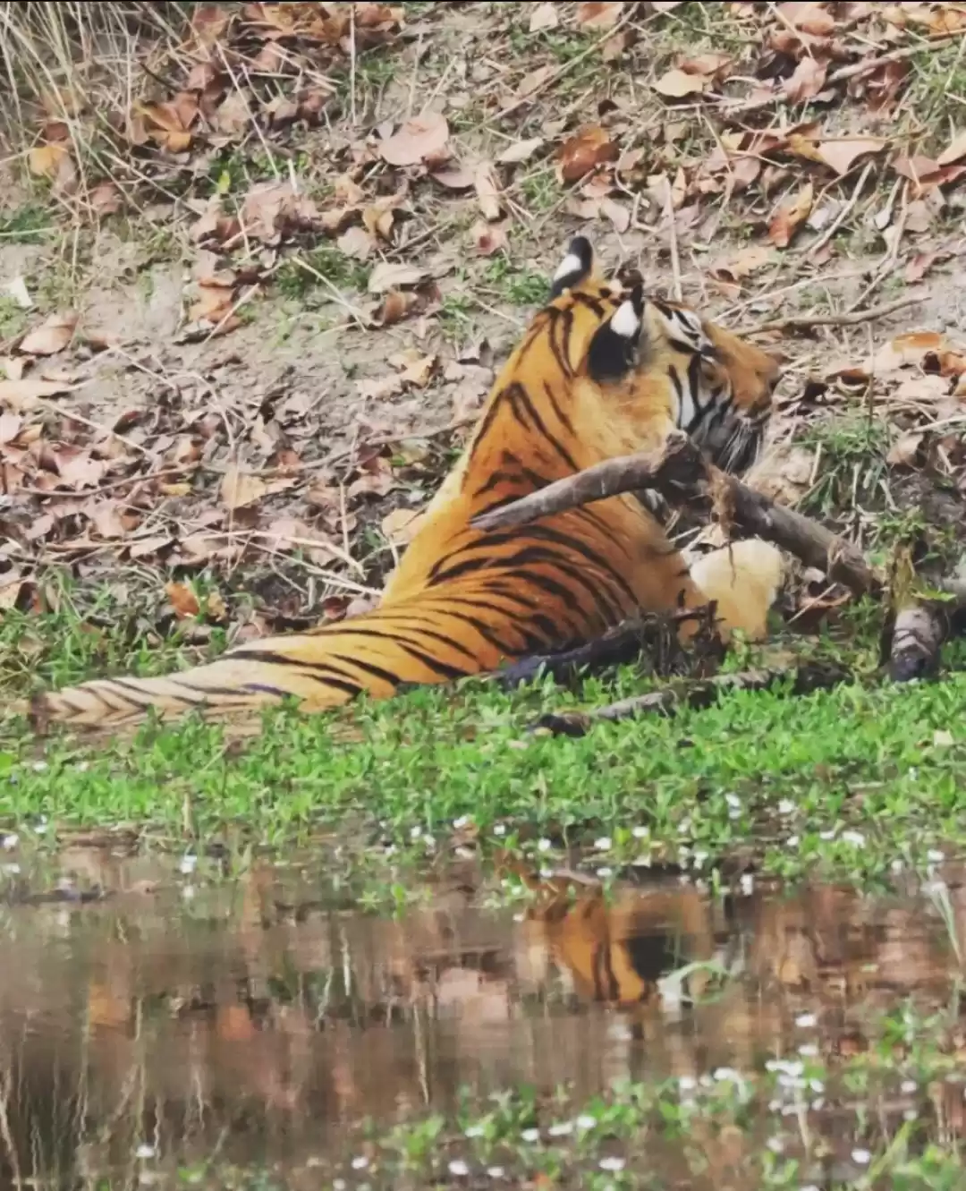 Photo of Wildlife of Kanha