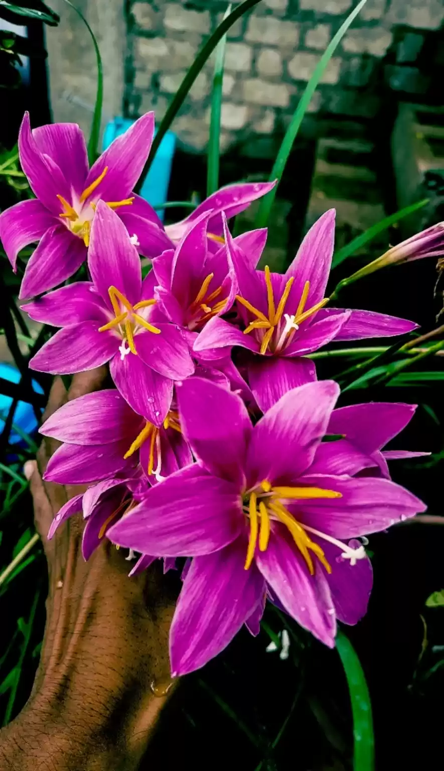 Photo of Rosy pink lily #pink