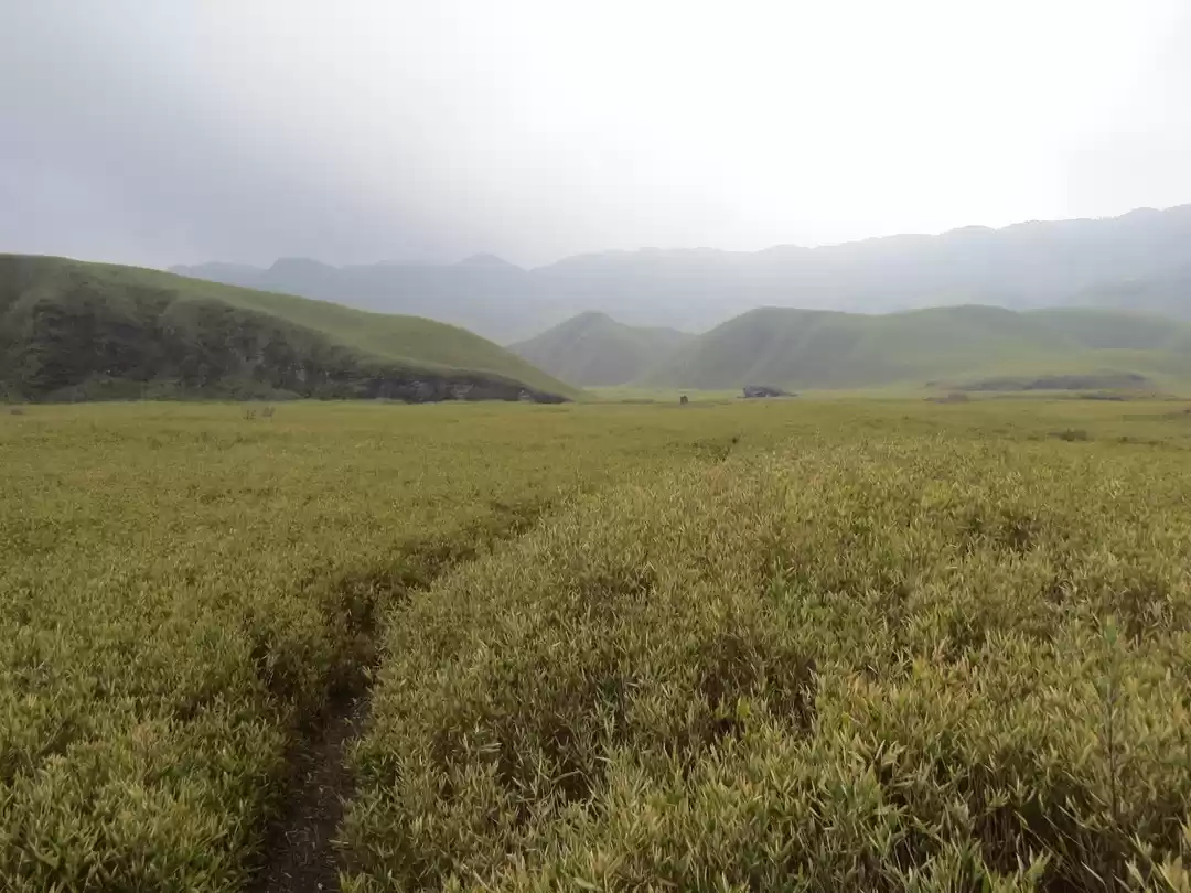 Photo of Dzouku valley, Japfu