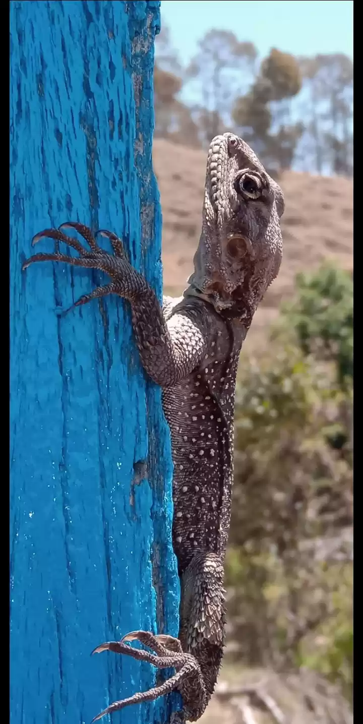 Photo of "Pahadi lizard"