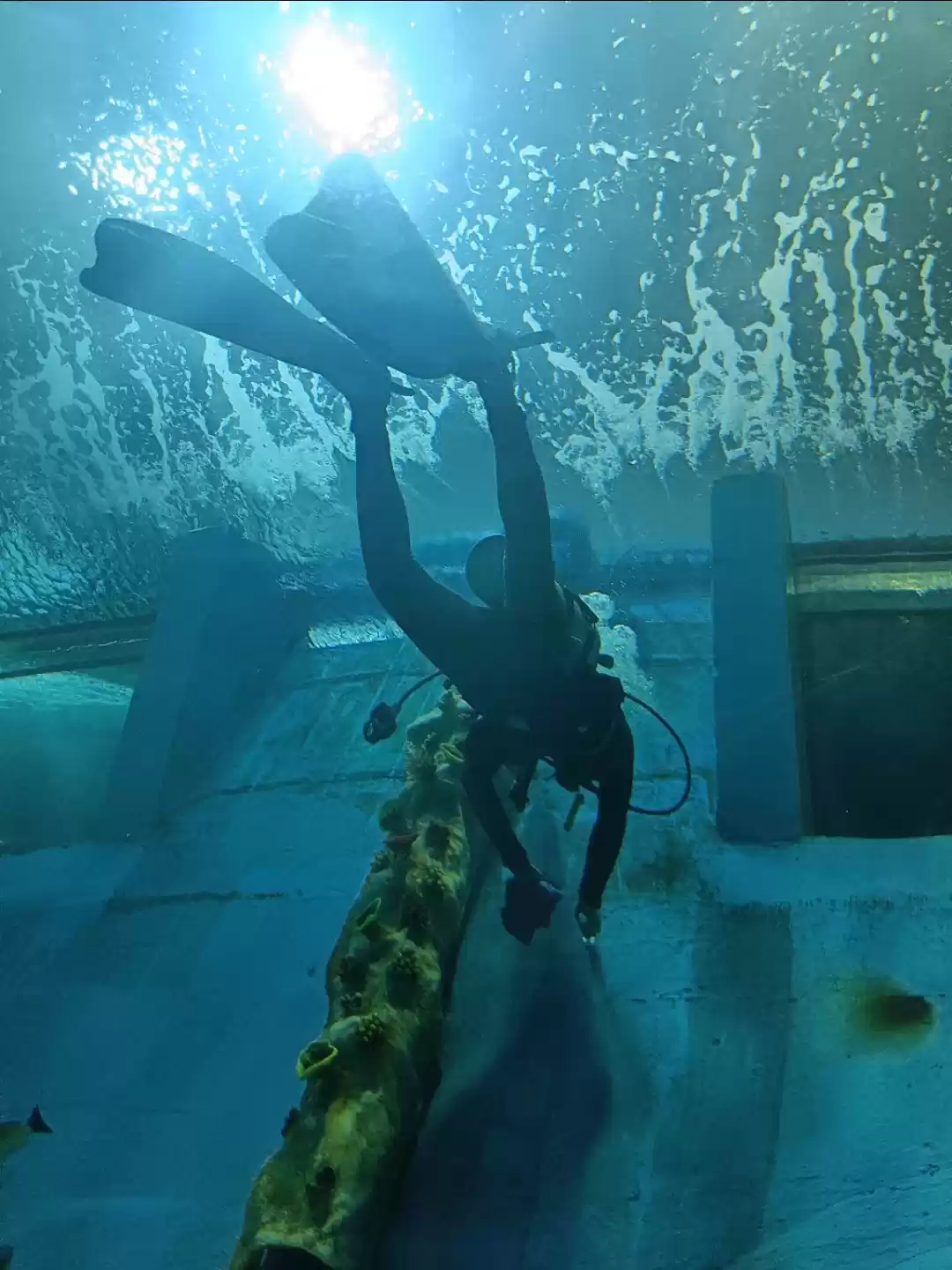 Photo of Aquatic Gellery, Sci