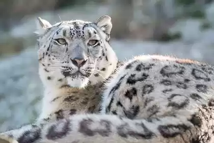 Photo of Wildlife of Ladakh: