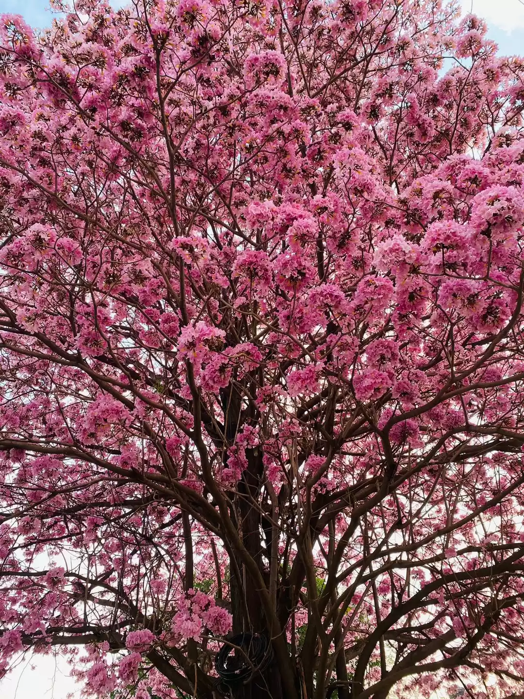 Photo of WE FLOCK AT GROUND Z