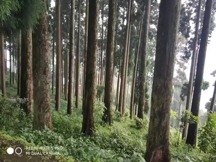 Photo of Gorumara forest nort