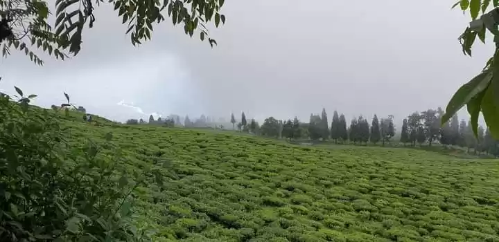 Photo of Sikkims only tea gar