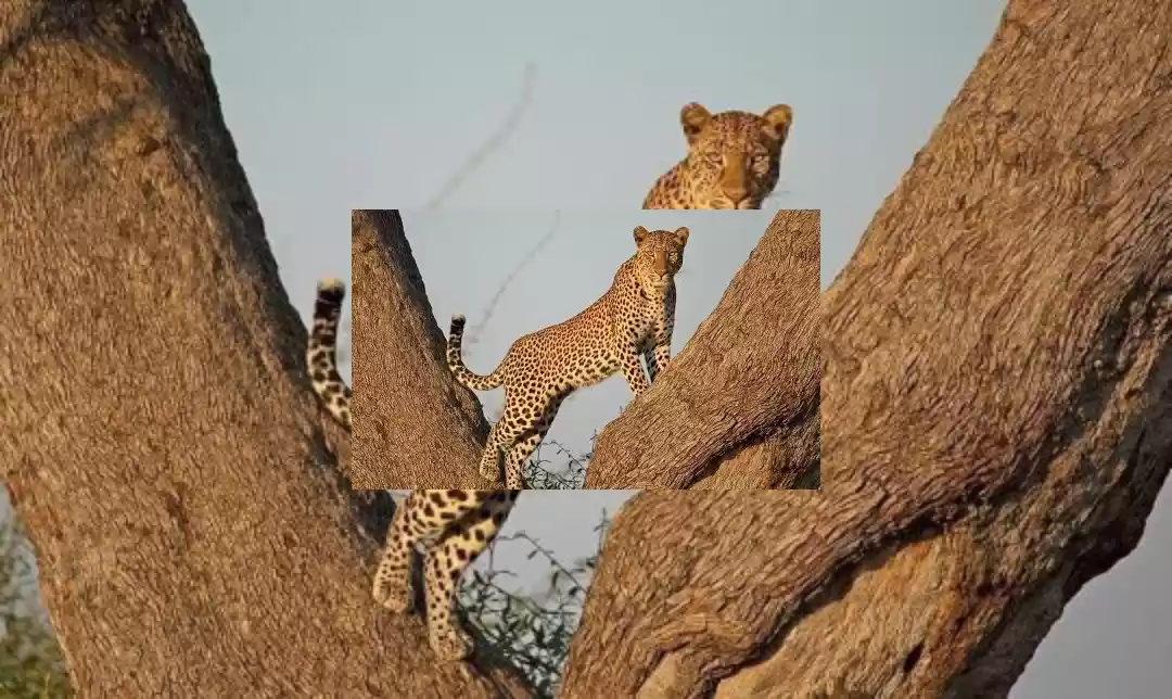 Photo of Serengeti national p