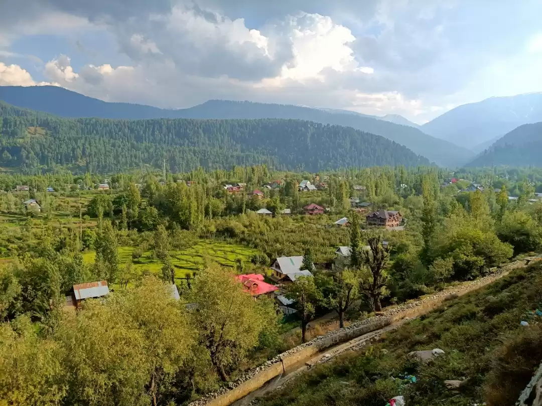 Photo of Evergreen