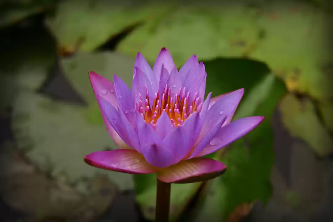 Photo of Scintillating Seven 