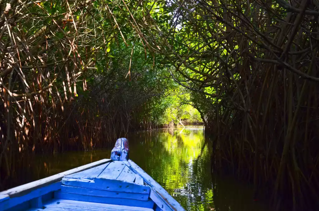 Photo of Pichavaram - The Sun