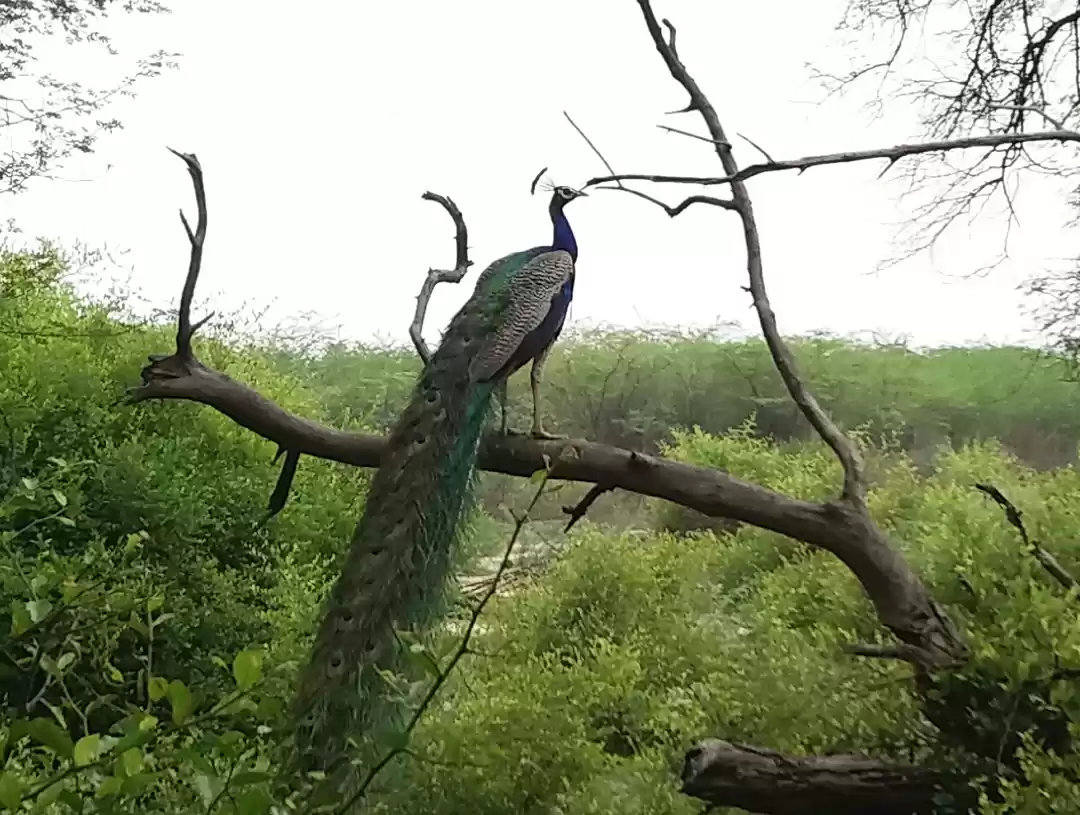 Photo of A Bird-Watching Tour