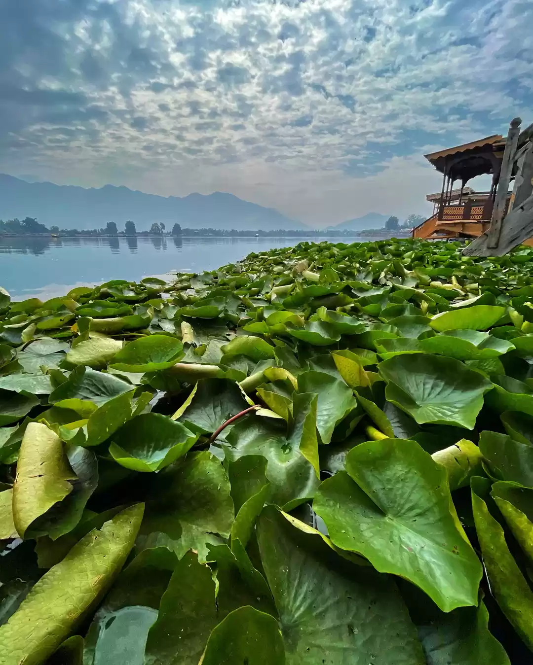 Photo of The floating lotus f