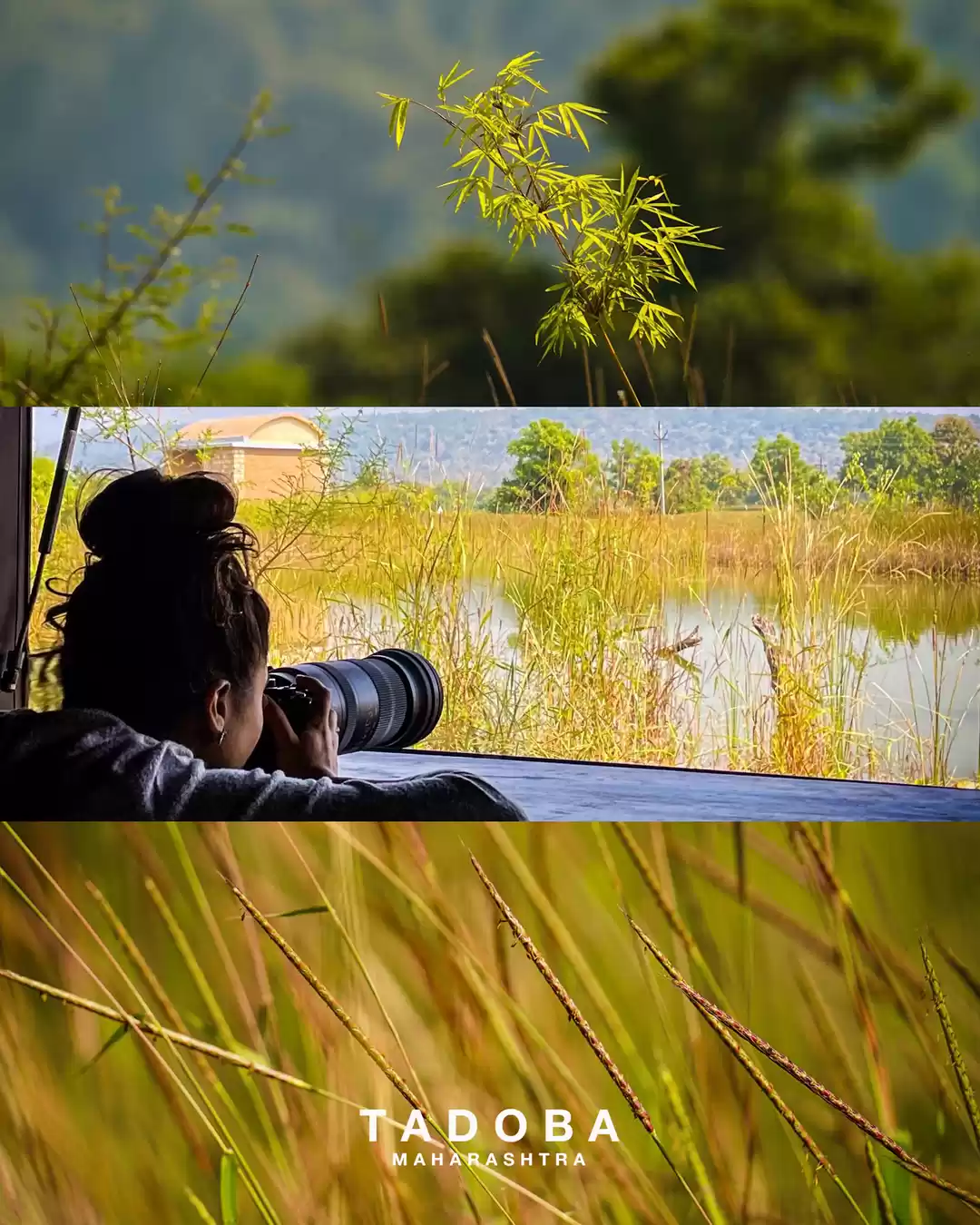 Photo of Tadoba National Park