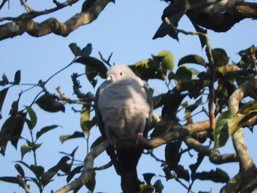 Photo of Jaldapara National P