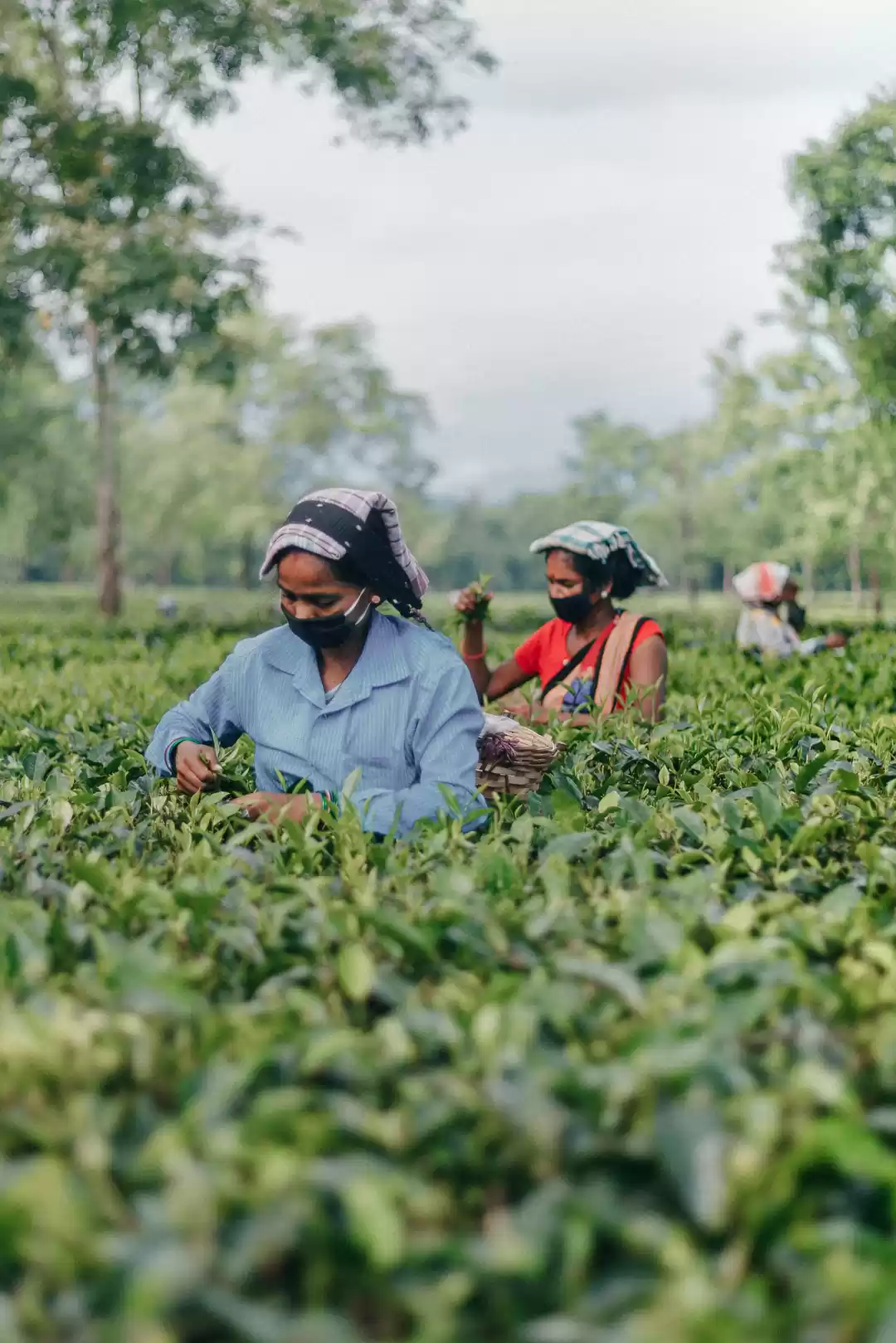 Photo of ASSAM (TEA POST)