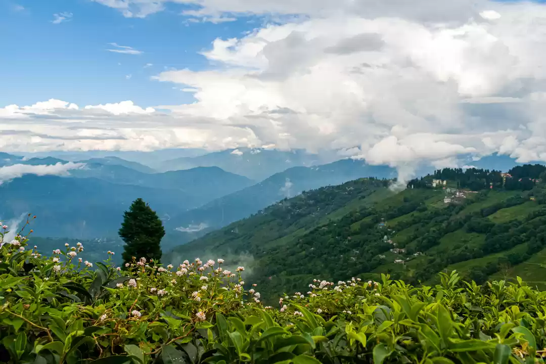 Photo of The Tea Garden