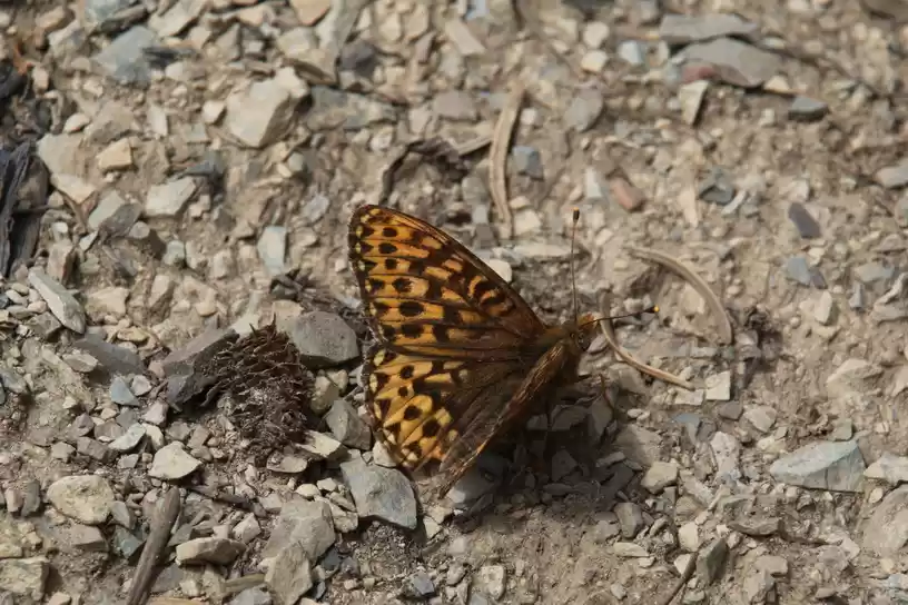 Photo of A Dawdle with Dog an