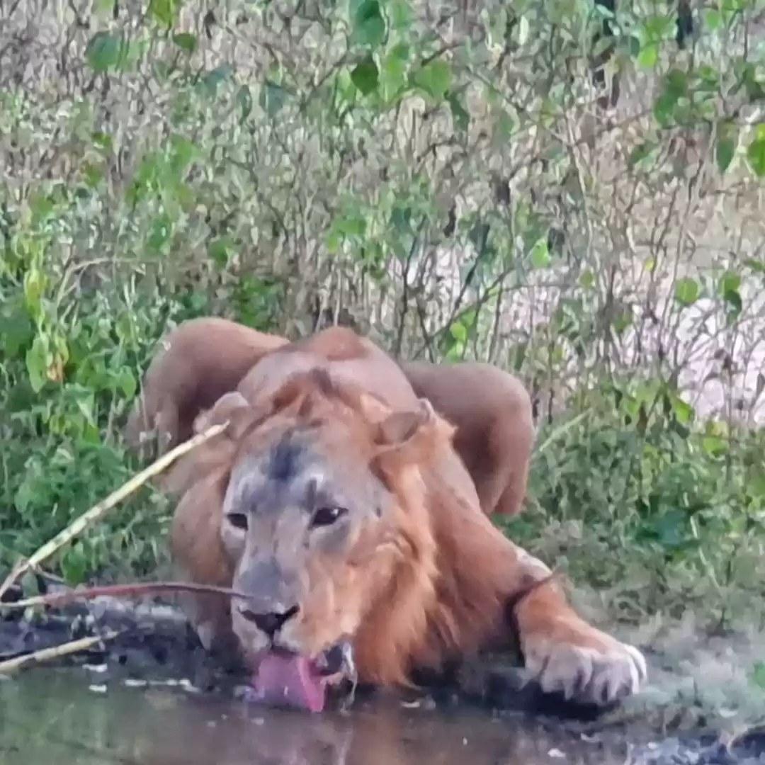 Photo of Gir forest, gujarat 