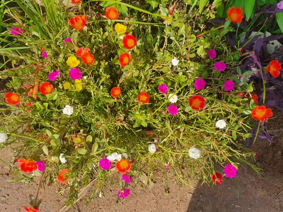 Photo of Beutiful flowers ...