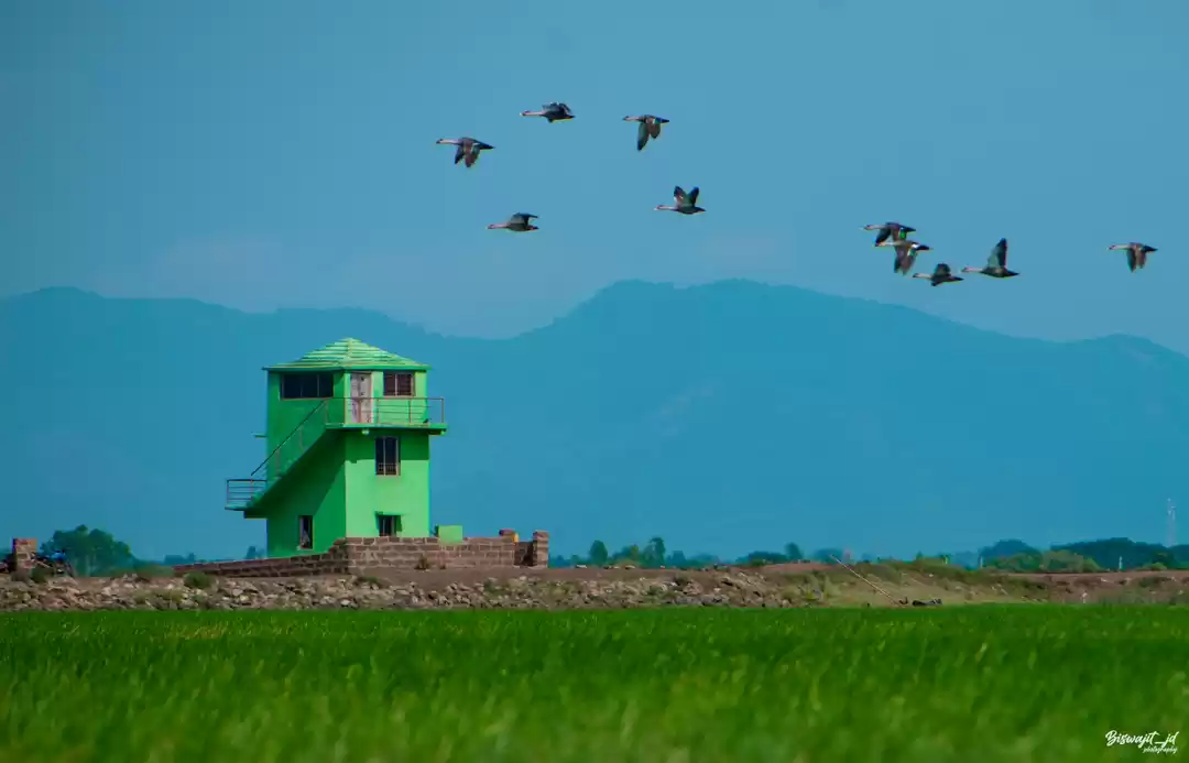 Photo of Mangalajodi wetland